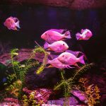 pexels-aleksey-bystrov-276309422-15212560