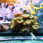 pexels-didsss-1643924