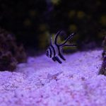 pexels-patricia-arjona-429148575-20883755