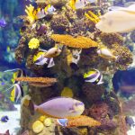 tropical fishes at coral reef area in sea water